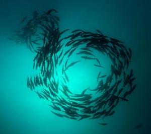 ¿Con qué sueñan los peces?
